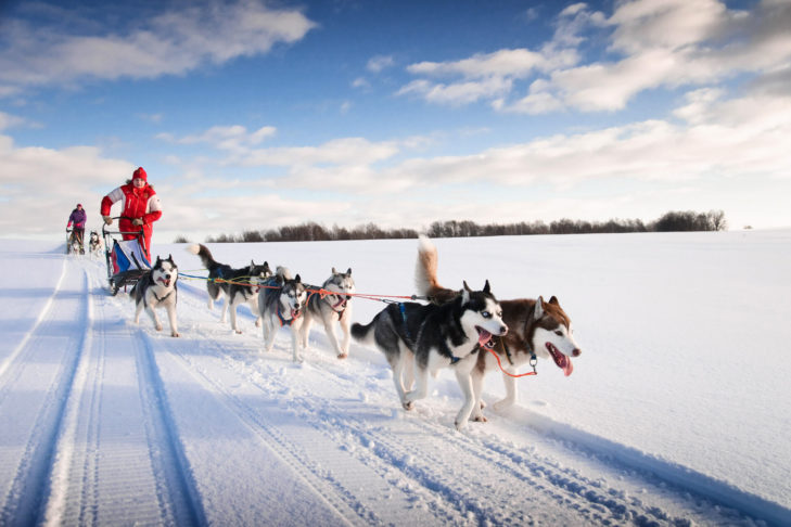 Husky sledges are a popular means of transport in Sweden.