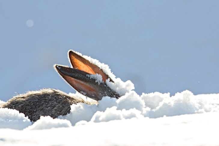 If you want to protect and preserve nature, you should not ski off-piste.
