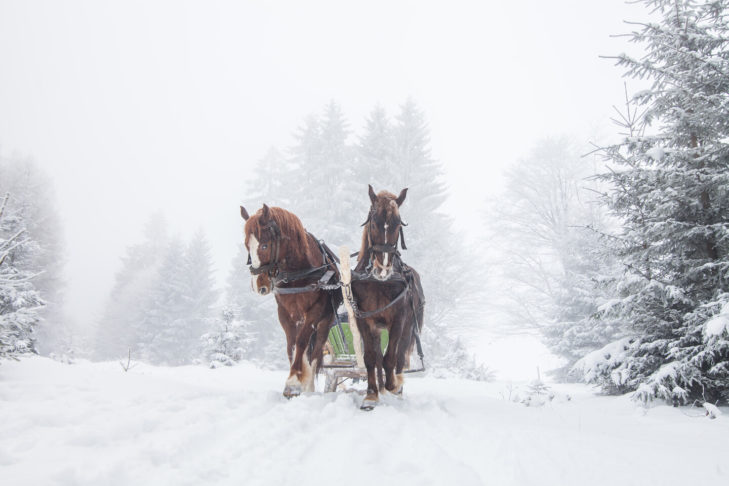 Horse-drawn carriage rides are an excellent way to explore the unique snowy landscapes