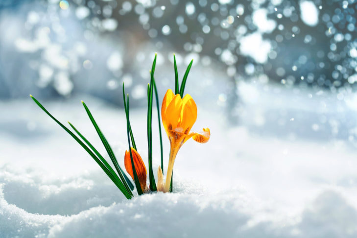 In spring, plants on the mountain struggle especially where there was still an artificial snow piste in winter.