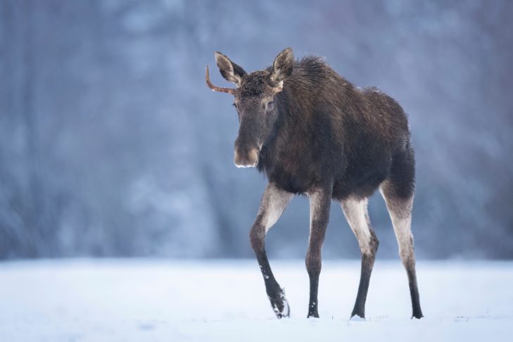Af en toe gespot in de bossen van Noorwegen: Elanden.