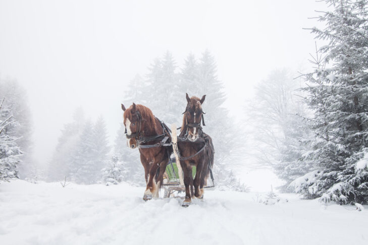 Ritten met een paardenkoets zijn een uitstekende manier om de unieke besneeuwde landschappen te verkennen