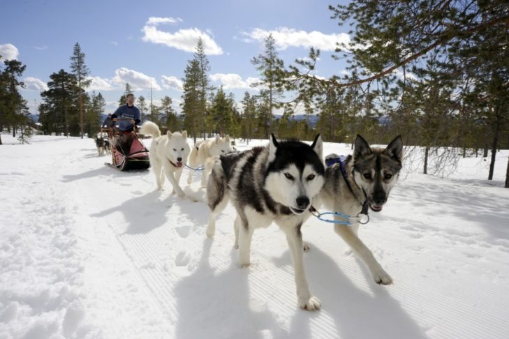 Zaprzęgi Husky to popularny środek transportu w Szwecji.