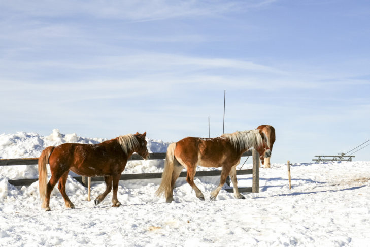 Le poney est également une activité hors-piste dans les Dolomites, proposée par certaines fermes et exploitations agricoles.