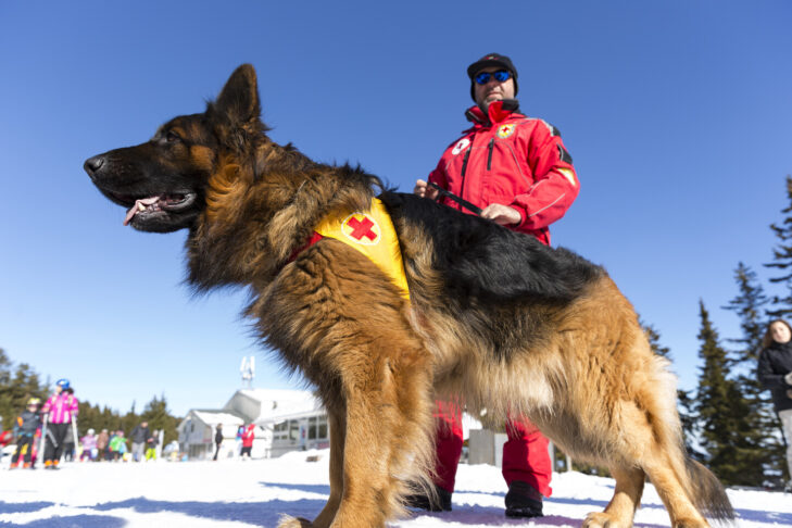 Lors des recherches de sportifs d'hiver blessés ou ensevelis, le service de secours en montagne s'appuie depuis longtemps sur l'aide de chiens de sauvetage.