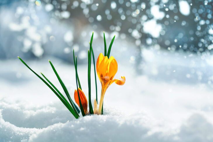 In primavera le piante di montagna devono lottare per sopravvivere, soprattutto nei punti in cui durante l’inverno si trovava ancora una pista di neve artificiale.