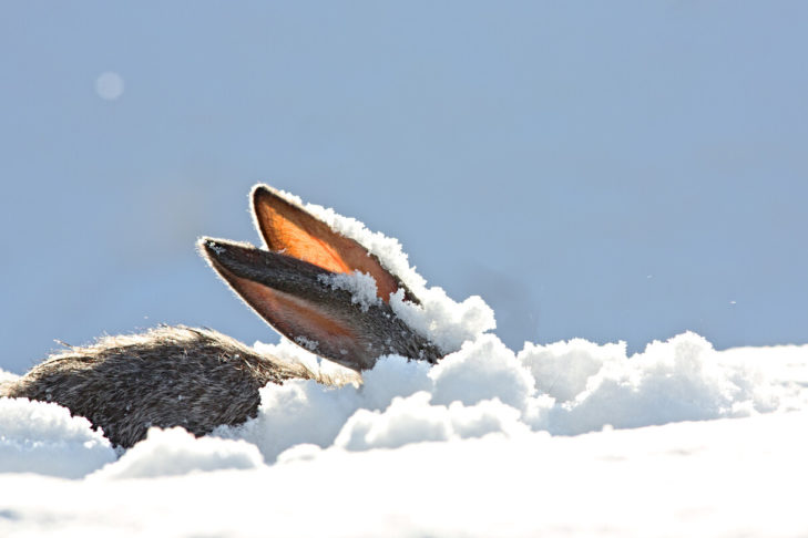 Se vuole proteggere la natura, non dovrebbe sciare fuori pista per proteggere gli animali selvatici che vi abitano
