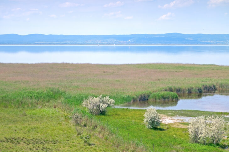 Der Nationalpark Neusiedler See-Seewinkel im Osten Österreichs gilt als eines der wichtigsten Vogelschutzgebiete Europas.